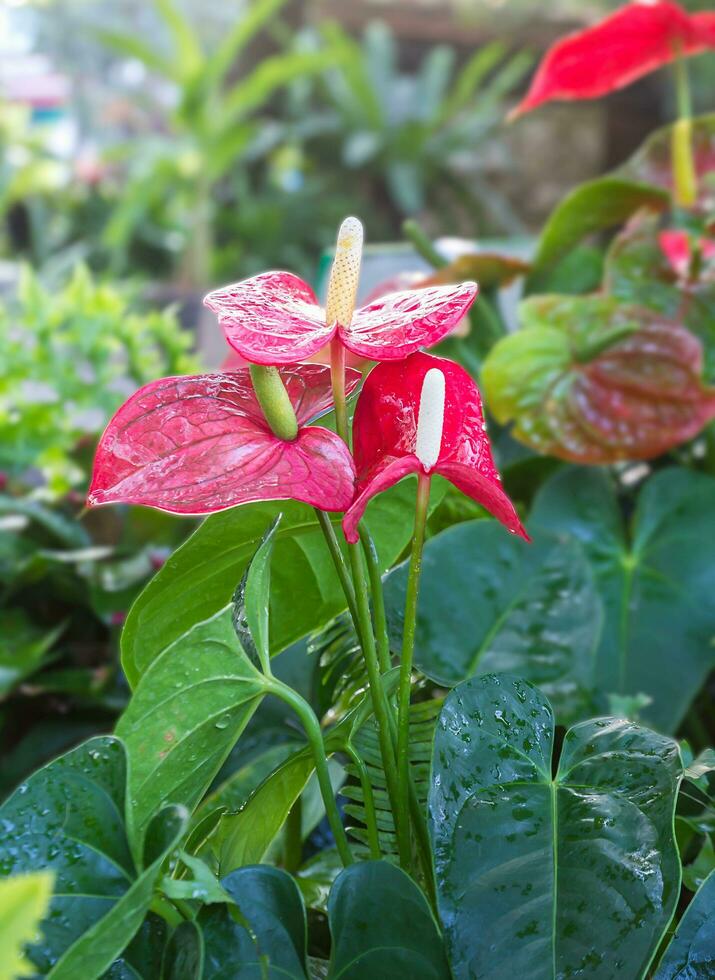 Flamingo flower in the garden photo