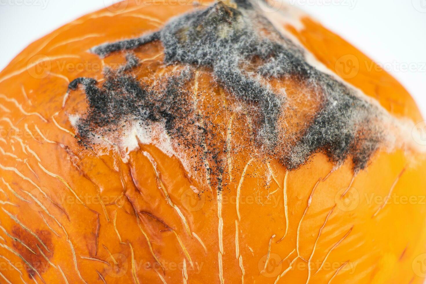 Close-up of mold on fruit. Moldy melon. Spoiled rotten food. Improper storage photo