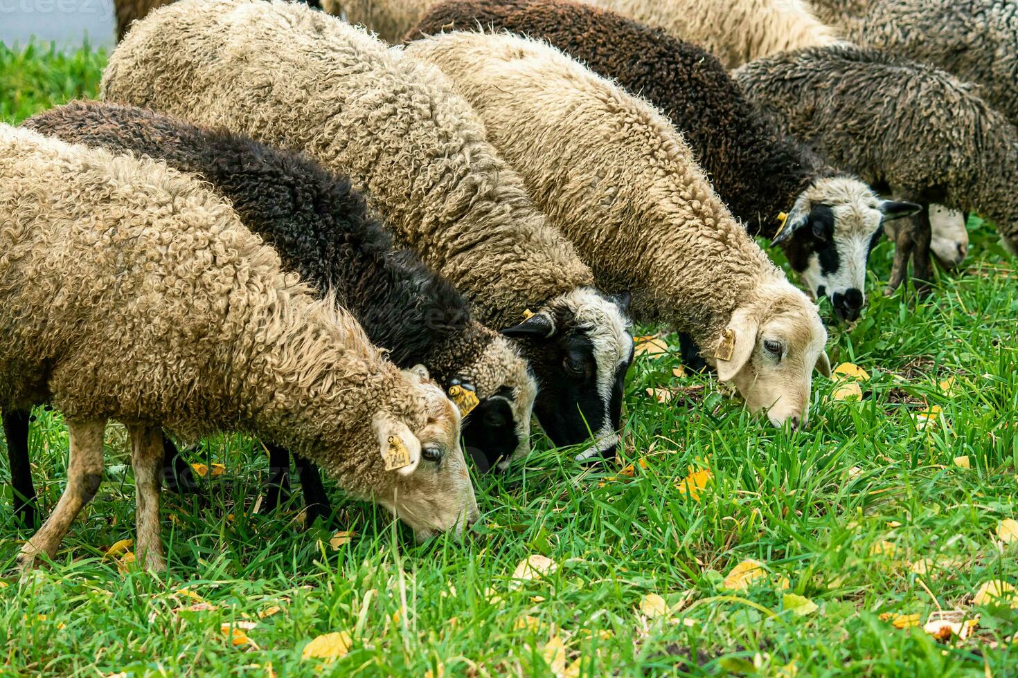 Farm brown sheep graze in pasture. Flock of sheep eating grass in meadow. photo