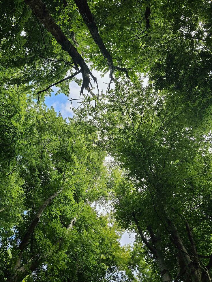 plays of light among the branches of trees photographed from below, creating an unusual shot of the forest photo