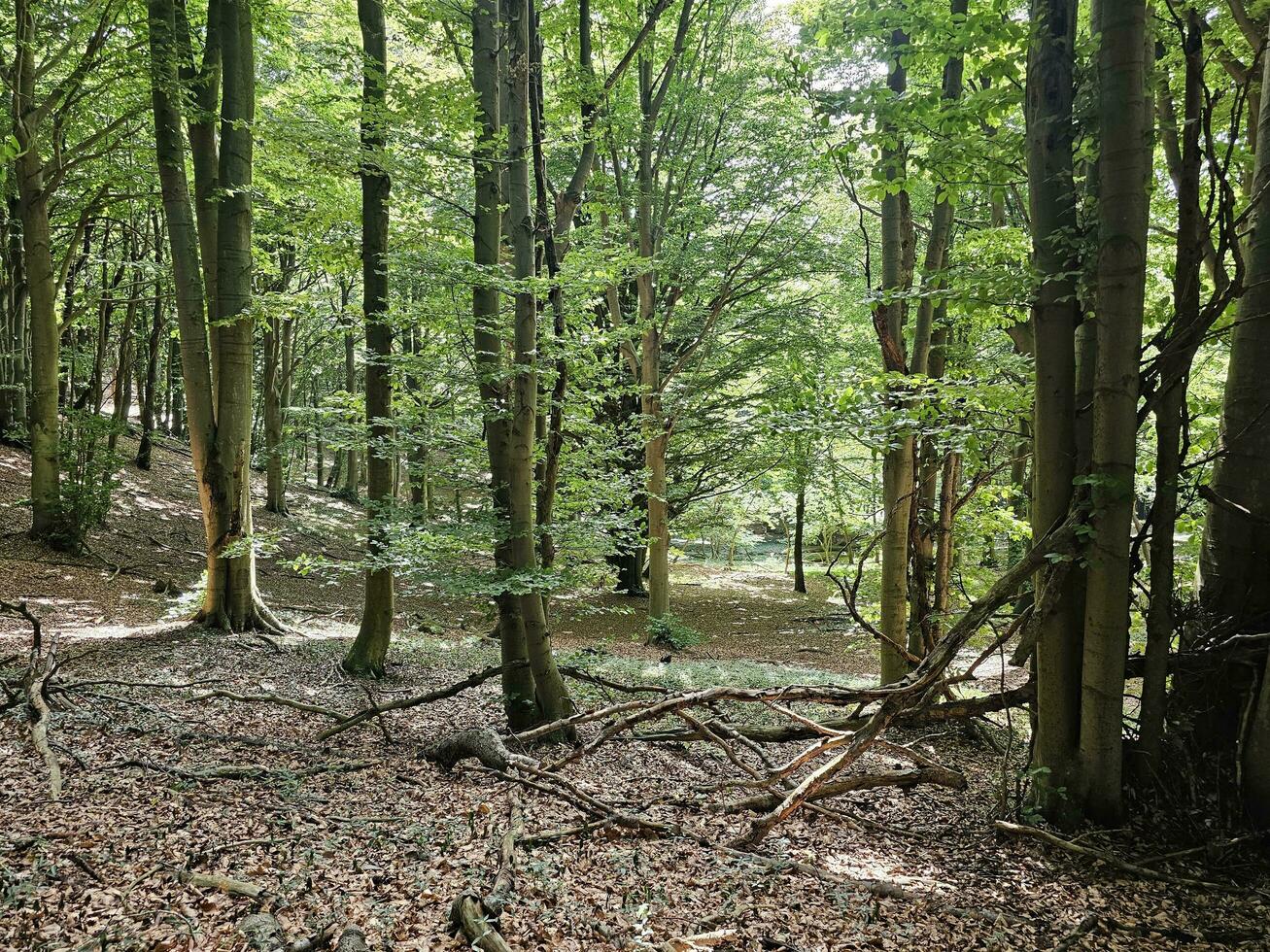 the forest of the Italian province of Liguria in the summer season of 2023 photo