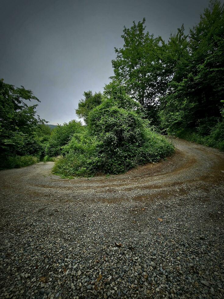 the forest of the Italian province of Liguria in the summer season of 2023 photo