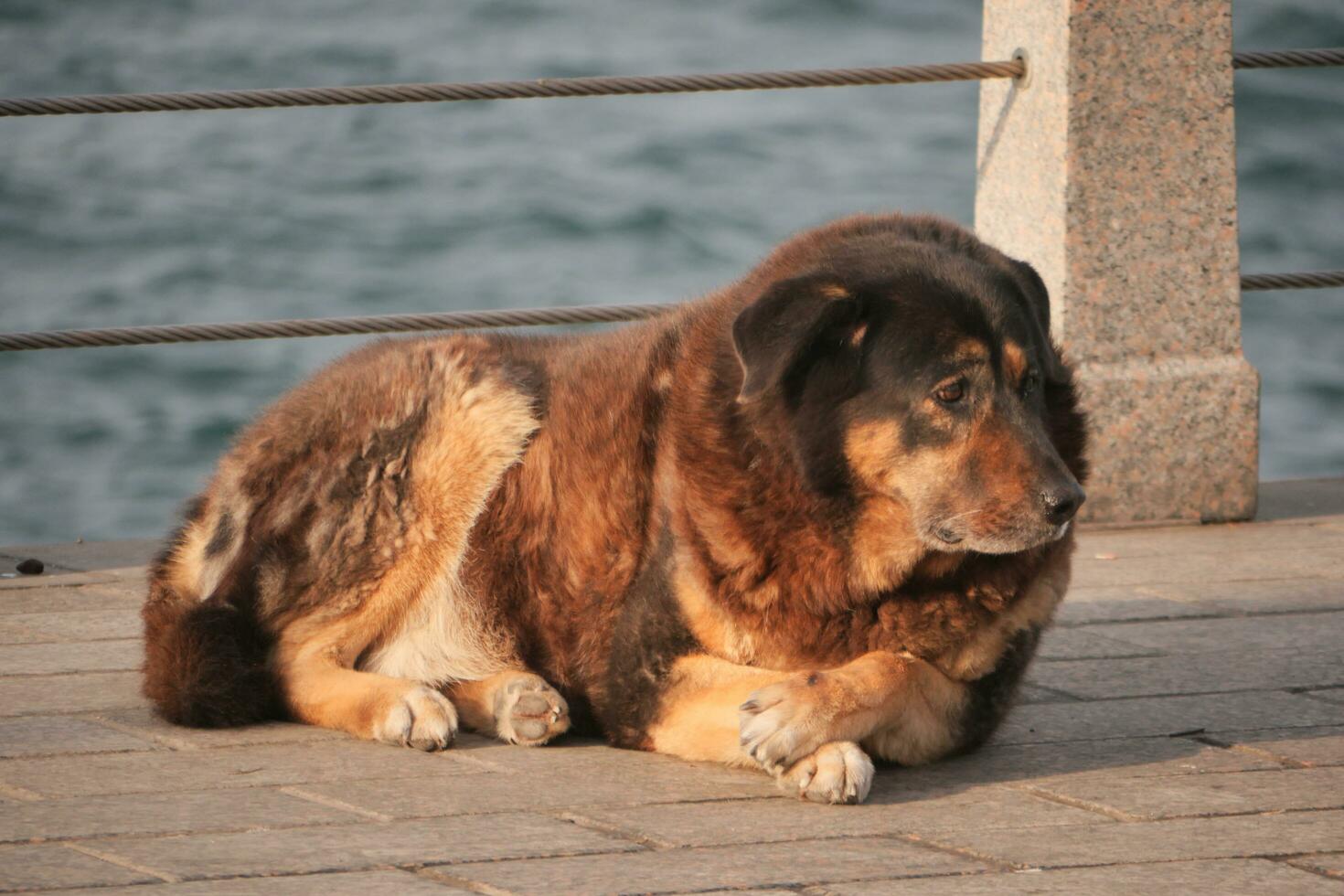 Abandoned dog lying on the ground photo