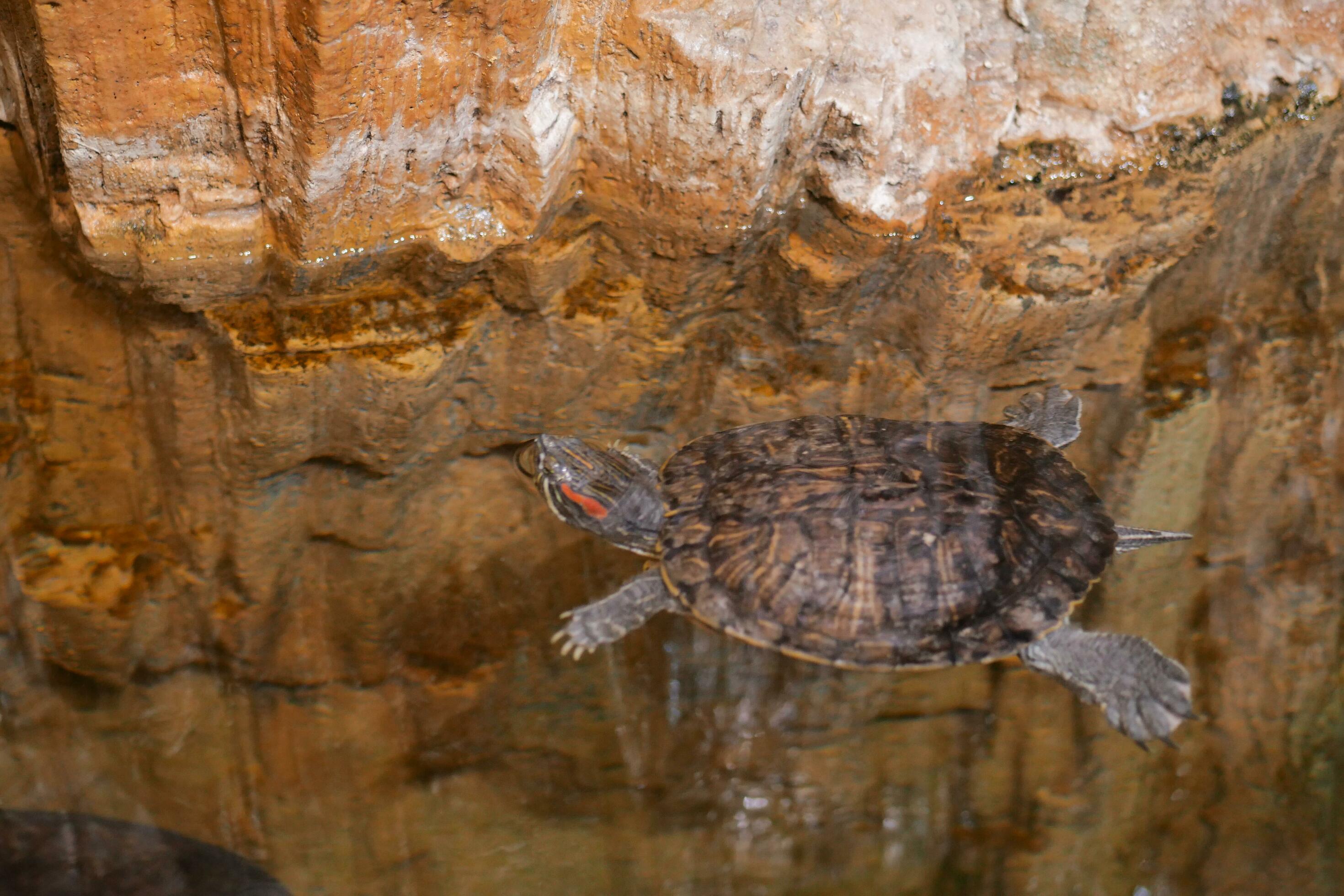 Out Of Water Turtle?  Learn The Surprising Survival Secrets! - pahqwfq