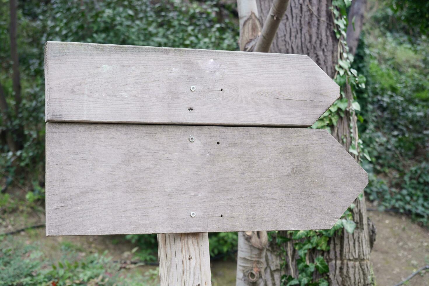 de madera firmar en el un parque con Copiar espacio concepto. foto