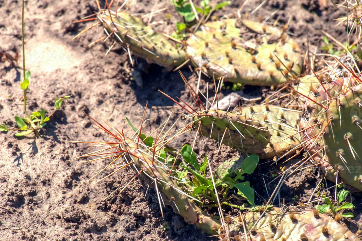Prickly pear cactus or opuntia humifusa in the garden photo