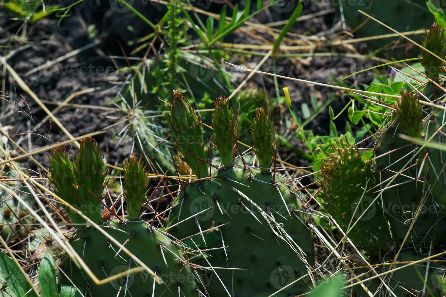 Prickly pear cactus or opuntia humifusa in the garden photo