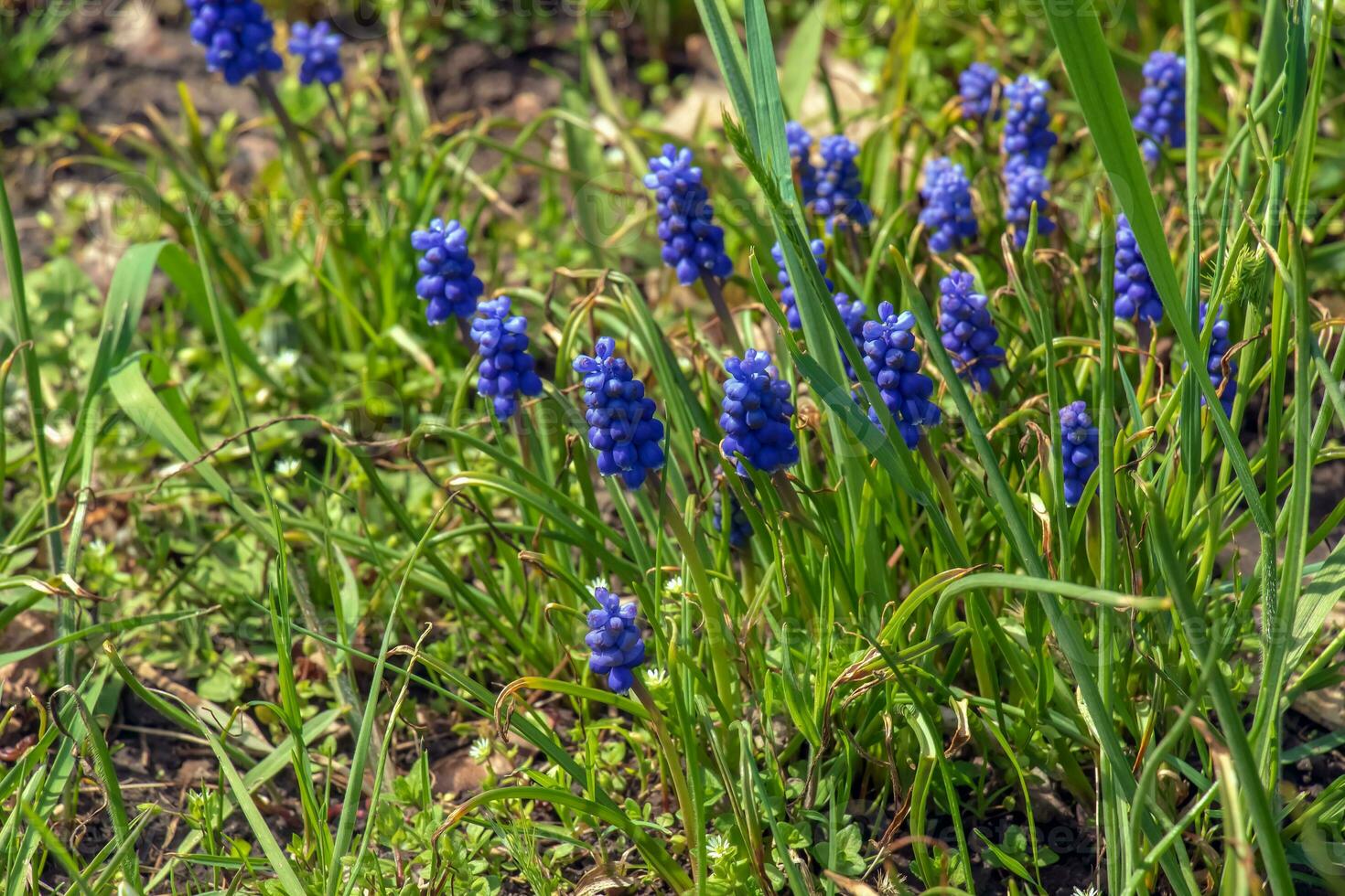 Grape hyacinth or Muscari neglectum is a perennial bulbous plant. Muscari are perennial bulbous plants native to Eurasia. photo