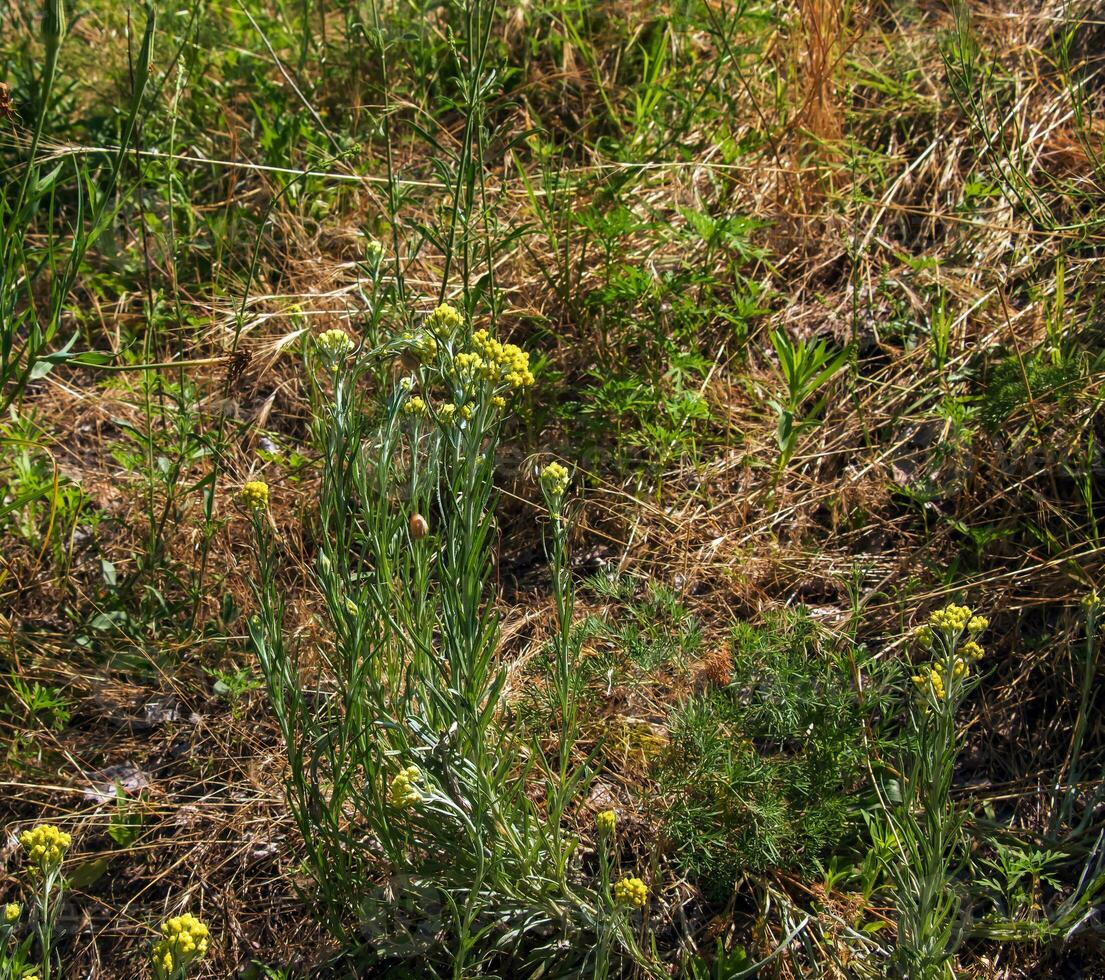 Helichrysum arenarium L is also known as dwarf everlast, and as immortelle. photo