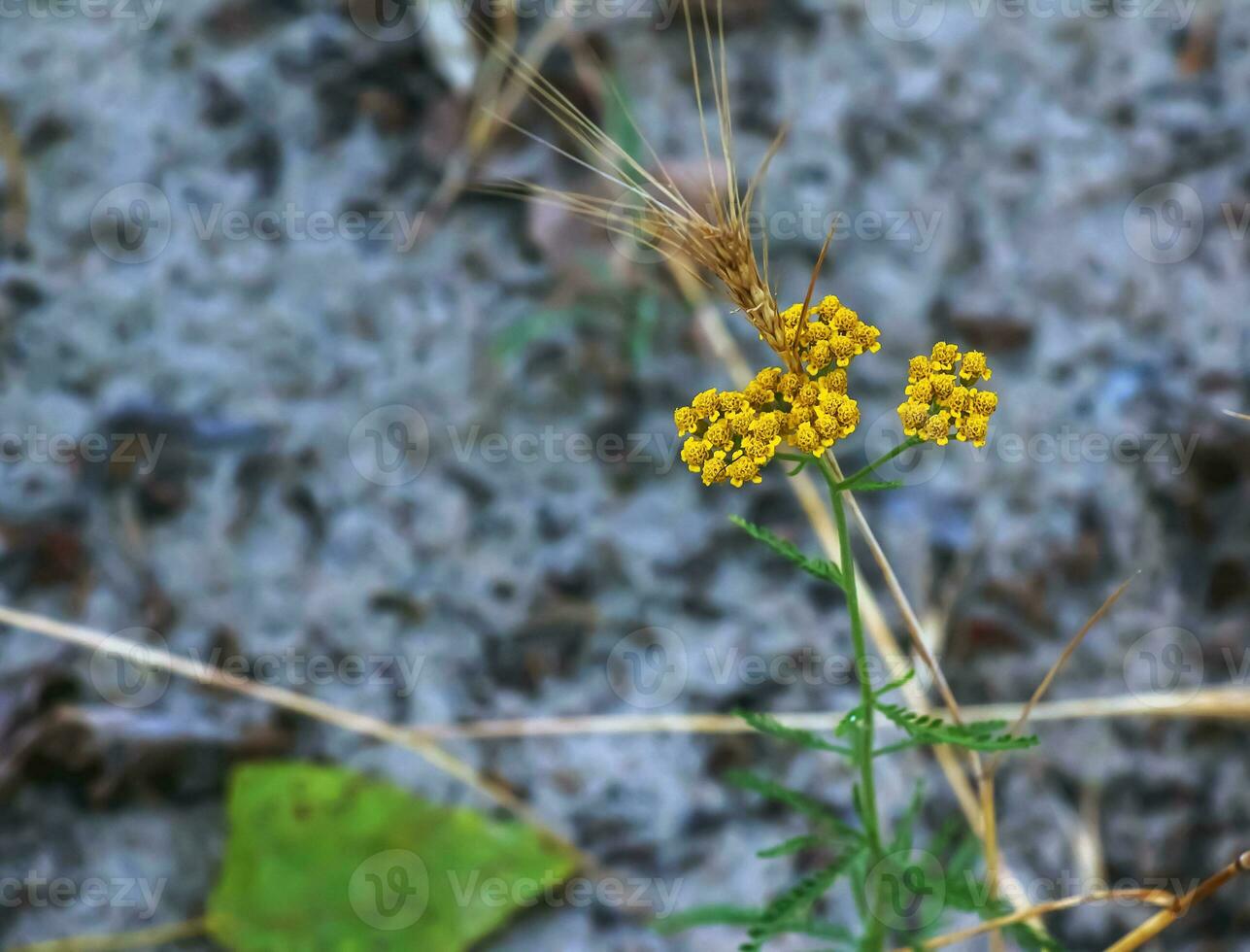 Flowers of Achillea ageratum, also known as sweet yarrow, in the garden. It is a flowering plant in the sunflower family, Asteraceae. photo