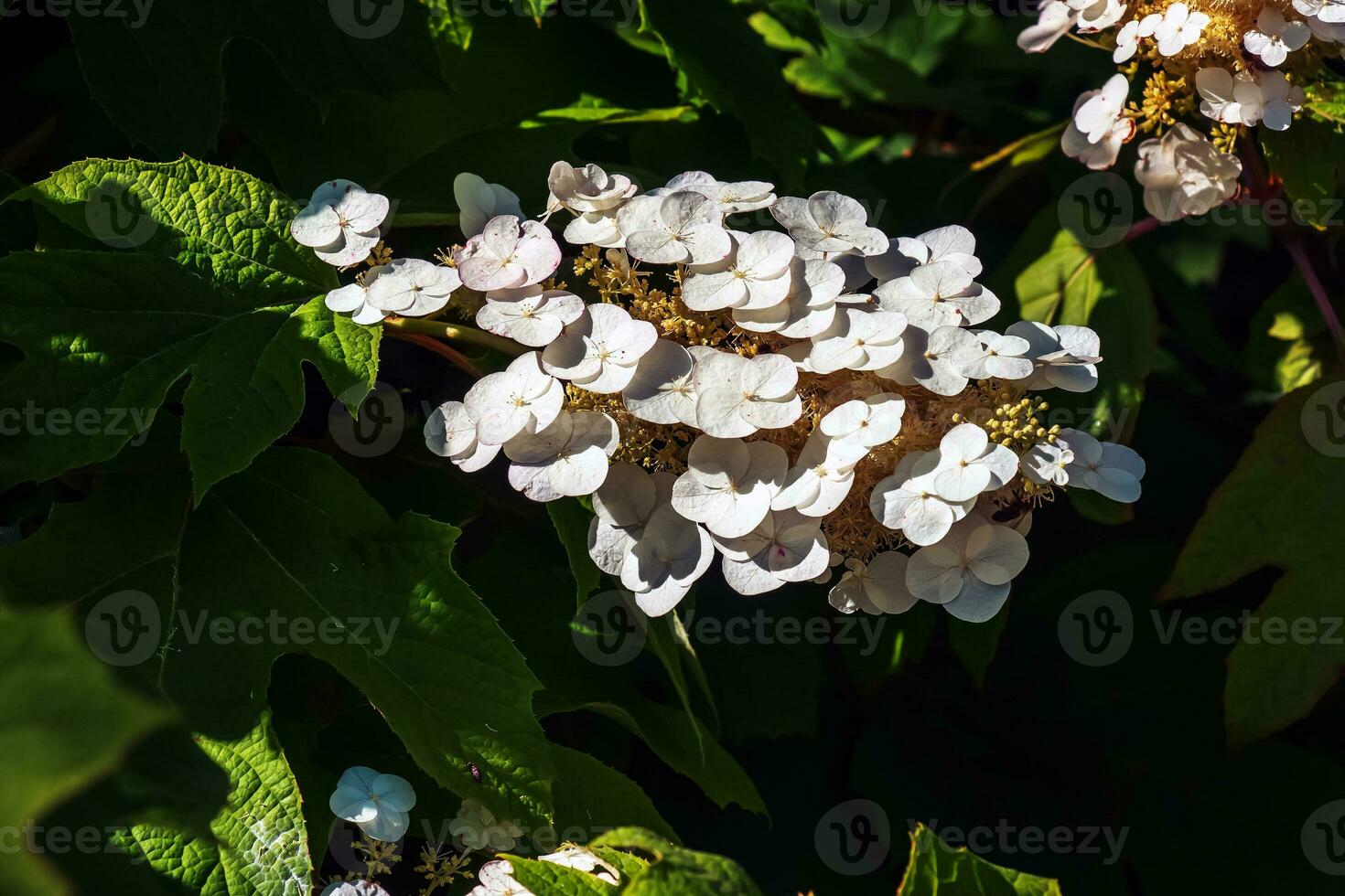 White lace cap hydrangea quercifolia in bloom in the summer months photo