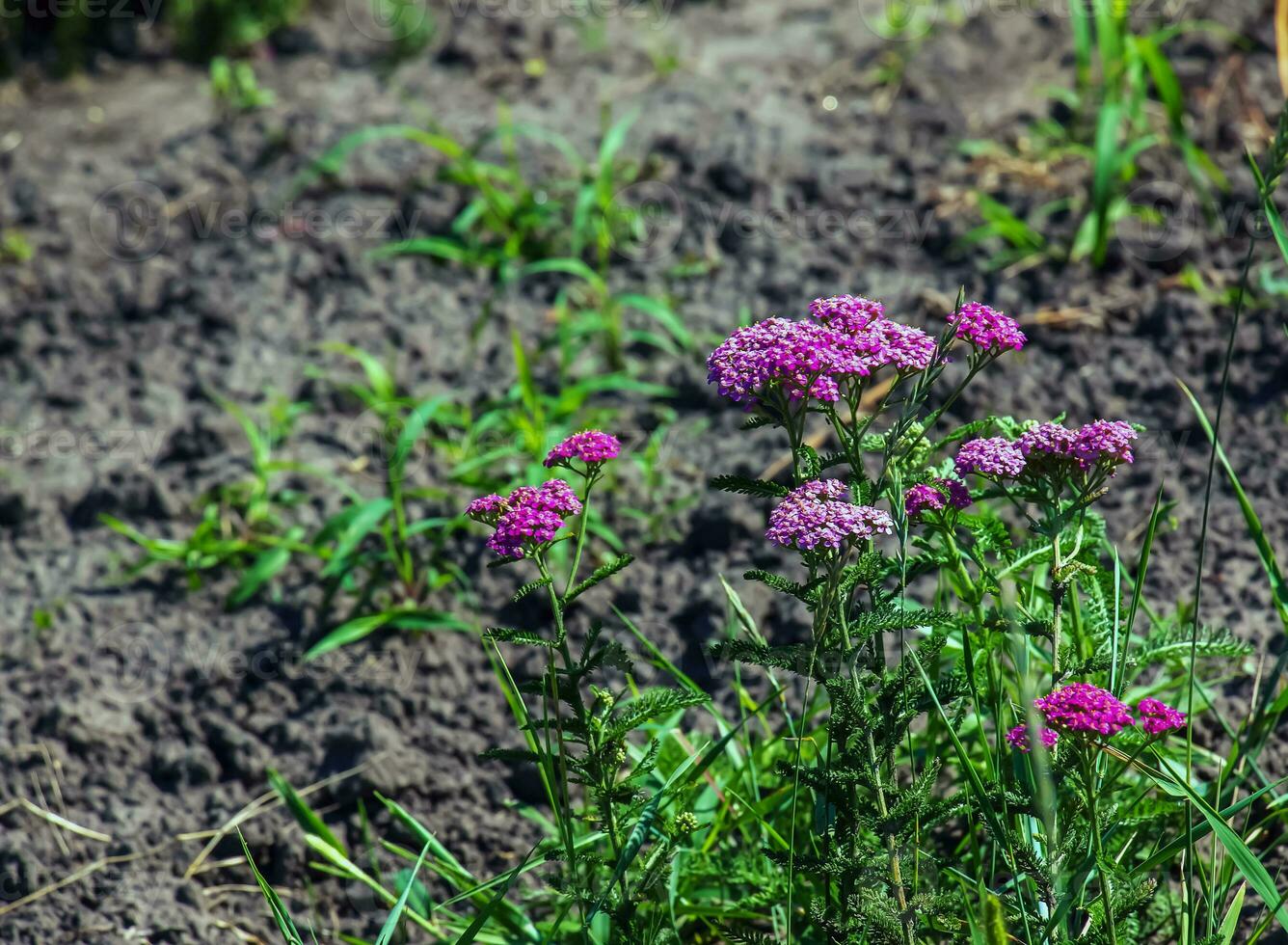 Pink blooming yarrow flowers in the forest. Achillea millefolium Cerise Queen. photo