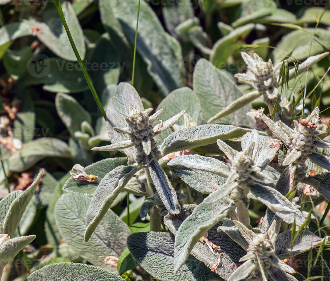 Lamb's ear Stachys L or Silver Carpet. Evergreen carpeting perennial, dense mat of grey-white, soft, woolly foliage with elliptic leaves forming a striking ground. photo