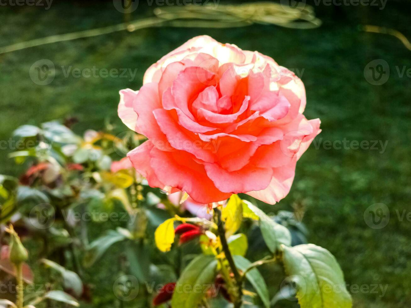 Close-up on a pink rose in the garden and in summer. During sunset or sunrise. photo