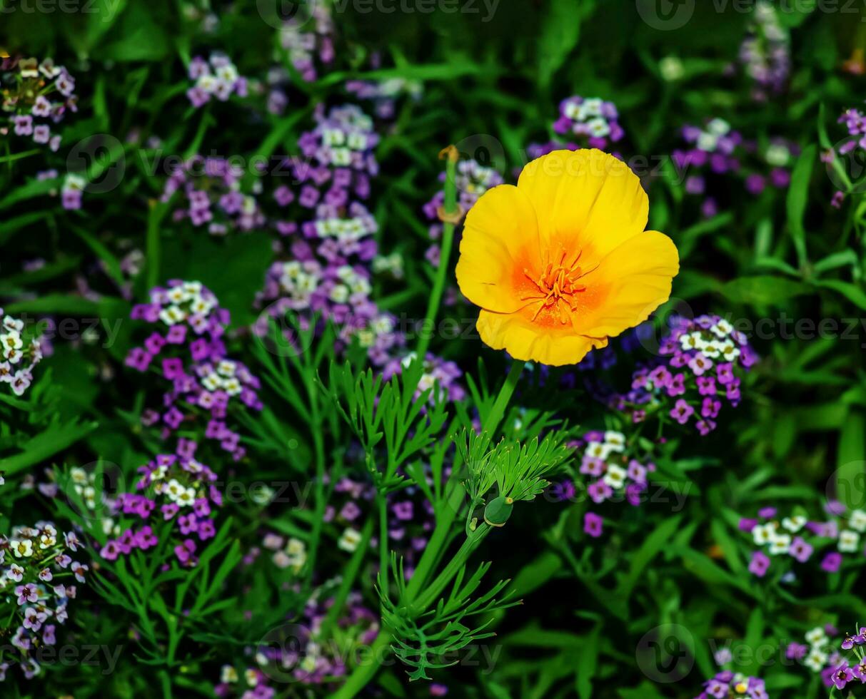 Eschscholzia californica, the California poppy, golden poppy, California sunlight or cup of gold, a species of flowering plant in the family Papaveraceae photo