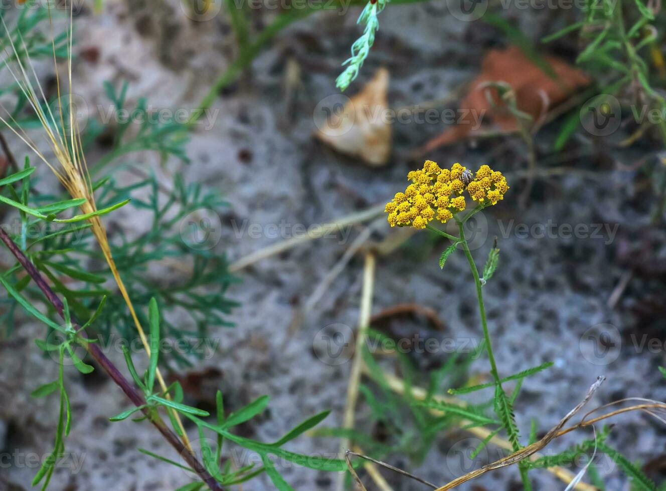 Flowers of Achillea ageratum, also known as sweet yarrow, in the garden. It is a flowering plant in the sunflower family, Asteraceae. photo