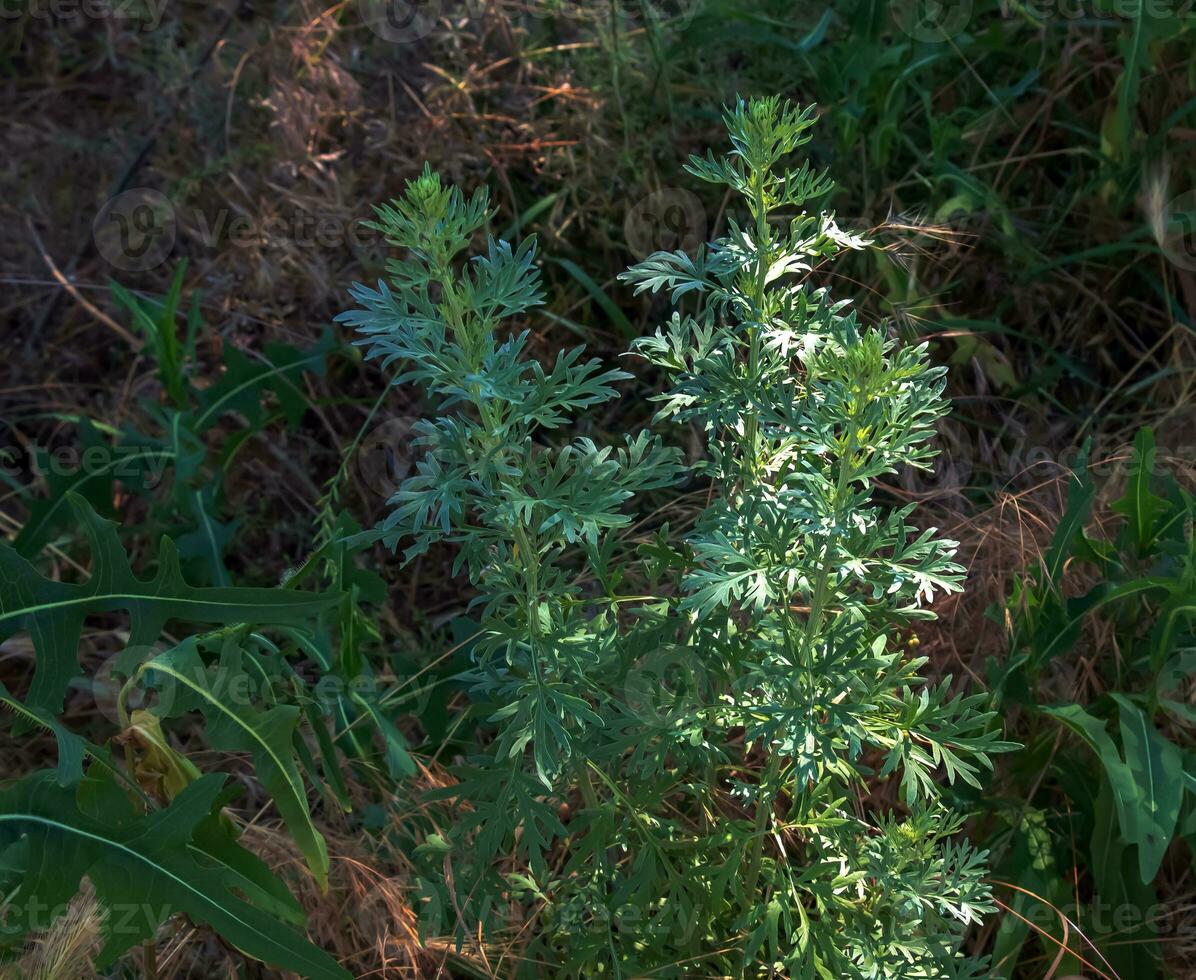 Wormwood or Artemisia absinthium L on a blurred background photo
