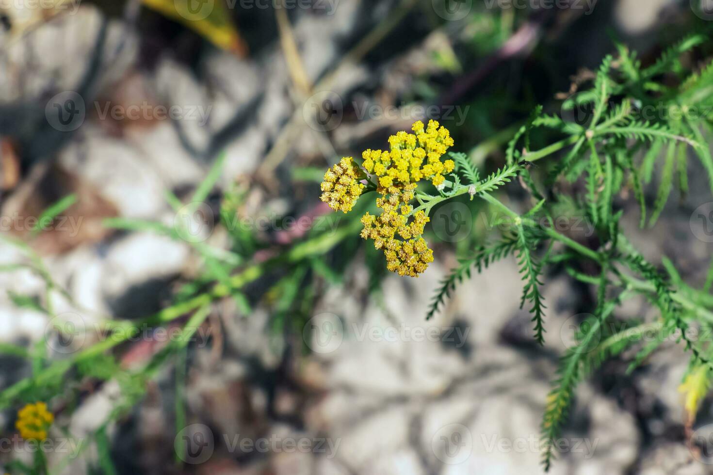 Flowers of Achillea ageratum, also known as sweet yarrow, in the garden. It is a flowering plant in the sunflower family, Asteraceae. photo