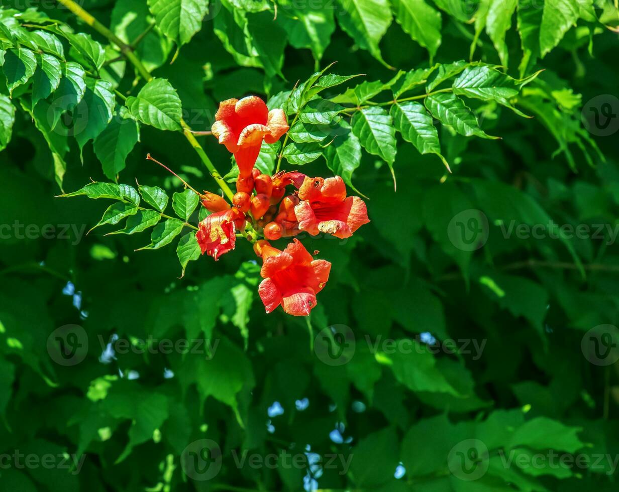 Red color and leaves of the Ailanthus altissima or Campsis radicans tree in the botanical garden of the city of Dnipro, Ukraine photo