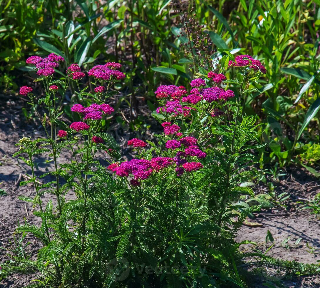 Pink blooming yarrow flowers in the forest. Achillea millefolium Cerise Queen. photo