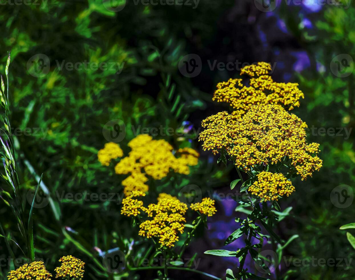 Blooming yellow yarrows, scientific name Achillea arabica photo