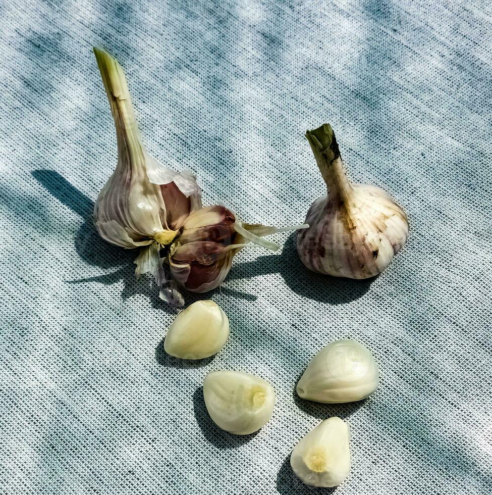 Garlic cloves and a head of garlic on a gray burlap. photo