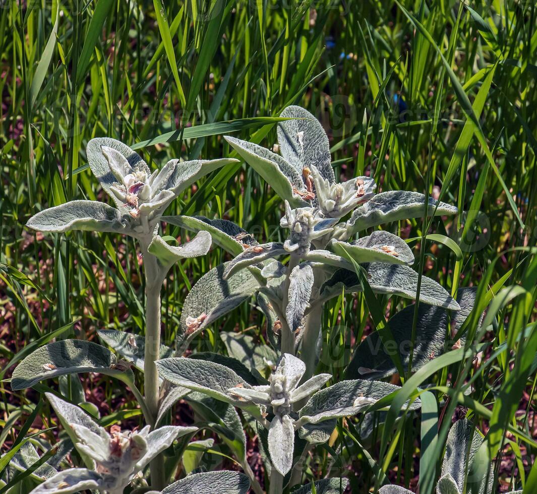 Lamb's ear Stachys L or Silver Carpet. Evergreen carpeting perennial, dense mat of grey-white, soft, woolly foliage with elliptic leaves forming a striking ground. photo