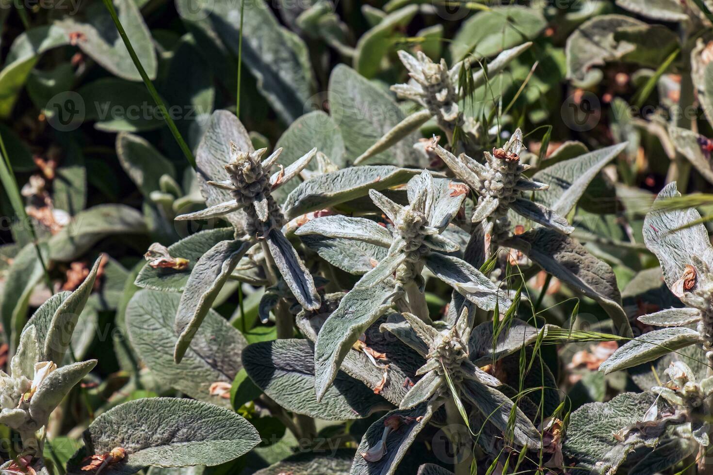 Lamb's ear Stachys L or Silver Carpet. Evergreen carpeting perennial, dense mat of grey-white, soft, woolly foliage with elliptic leaves forming a striking ground. photo