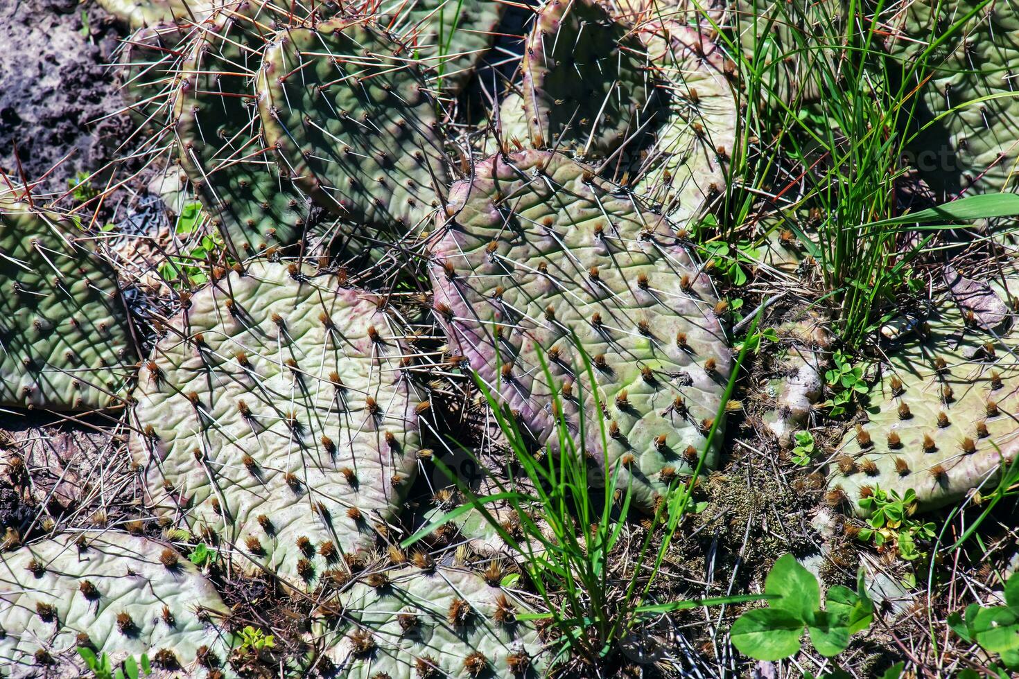 Prickly pear cactus or opuntia humifusa in the garden photo