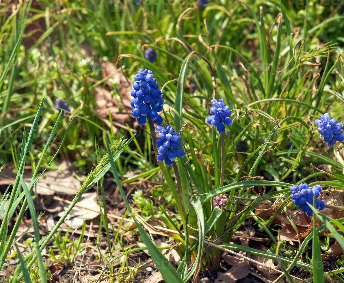 Grape hyacinth or Muscari neglectum is a perennial bulbous plant. Muscari are perennial bulbous plants native to Eurasia. photo