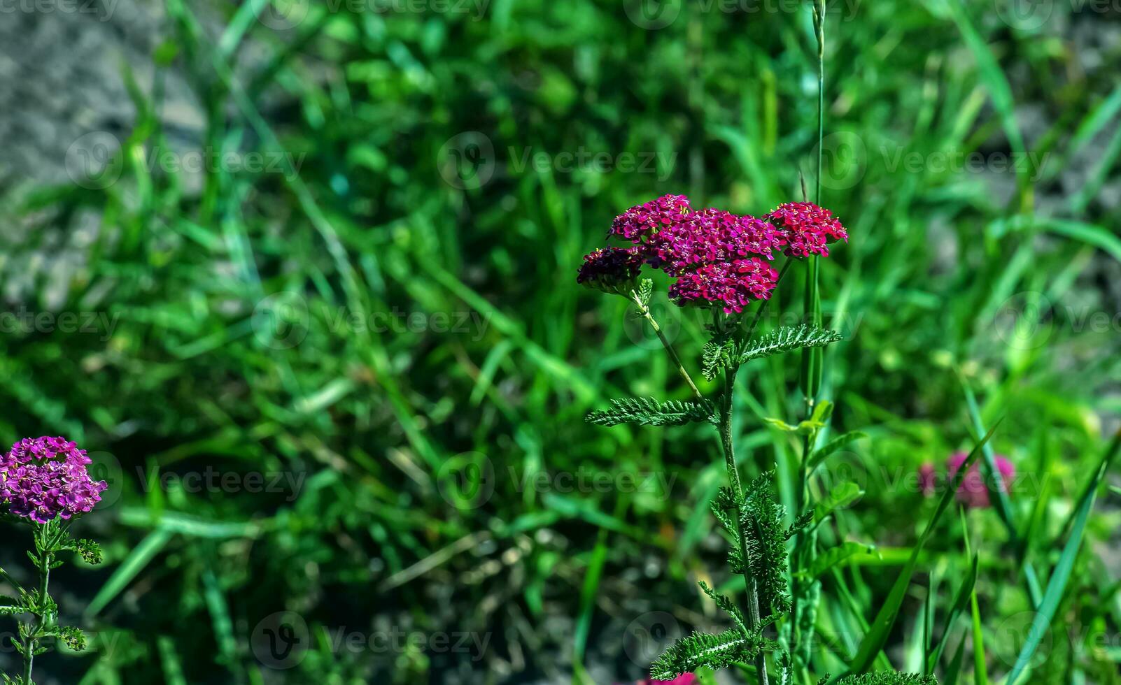 Pink blooming yarrow flowers in the forest. Achillea millefolium Cerise Queen. photo