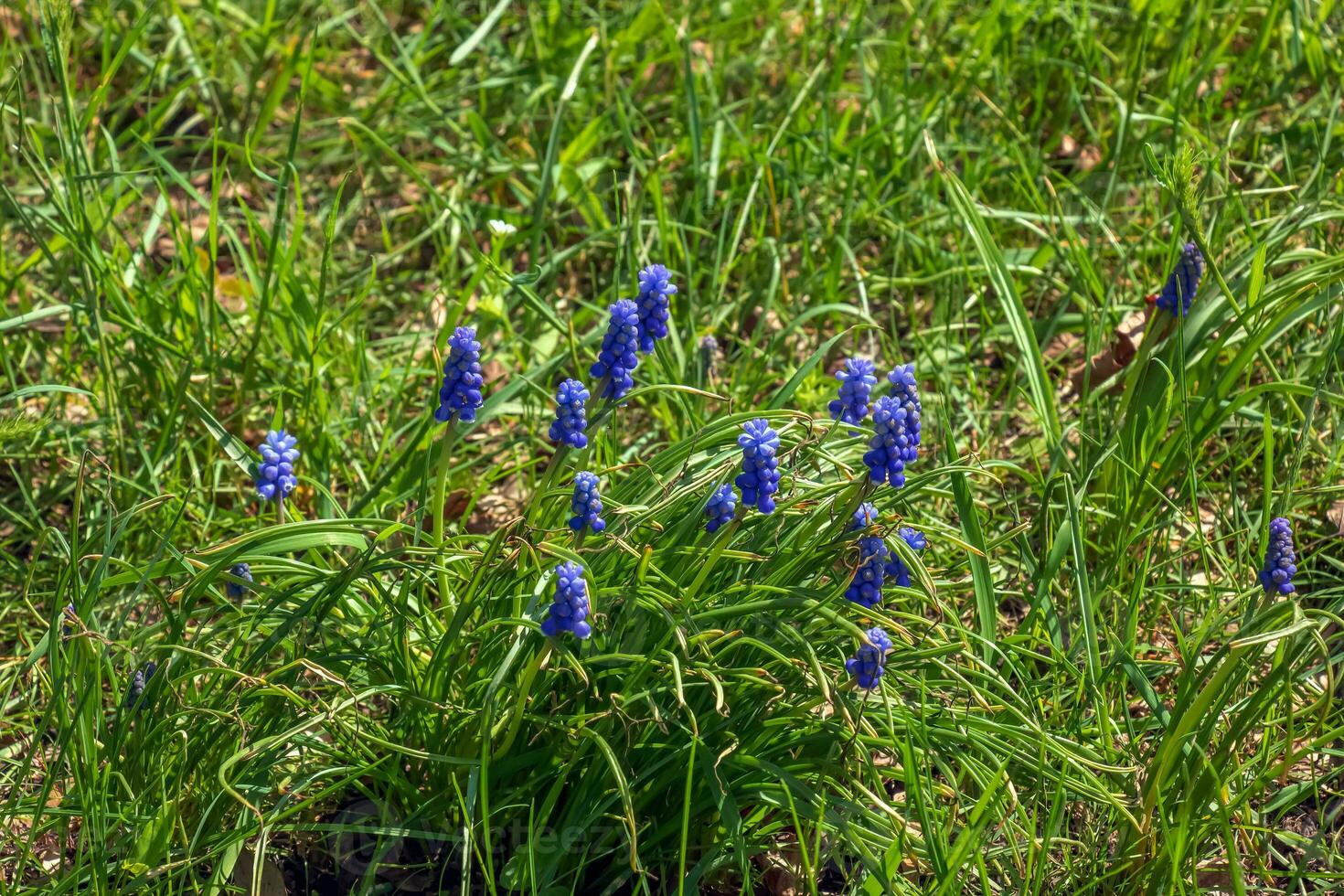 Grape hyacinth or Muscari neglectum is a perennial bulbous plant. Muscari are perennial bulbous plants native to Eurasia. photo