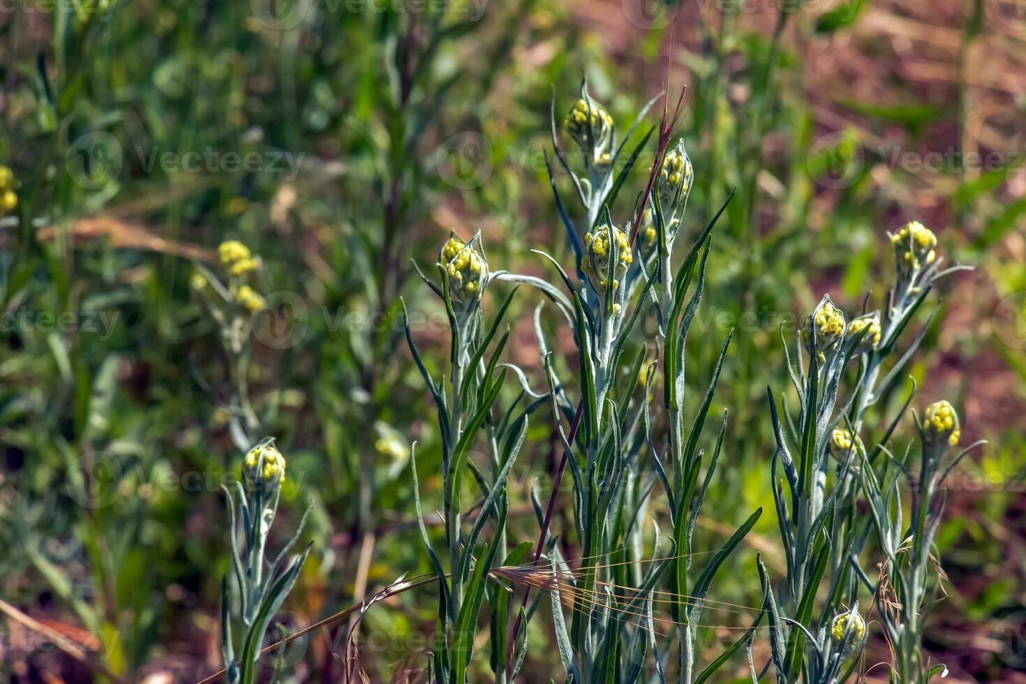 helichrysum arenario l es además conocido como enano eterno, y como siempreviva. foto