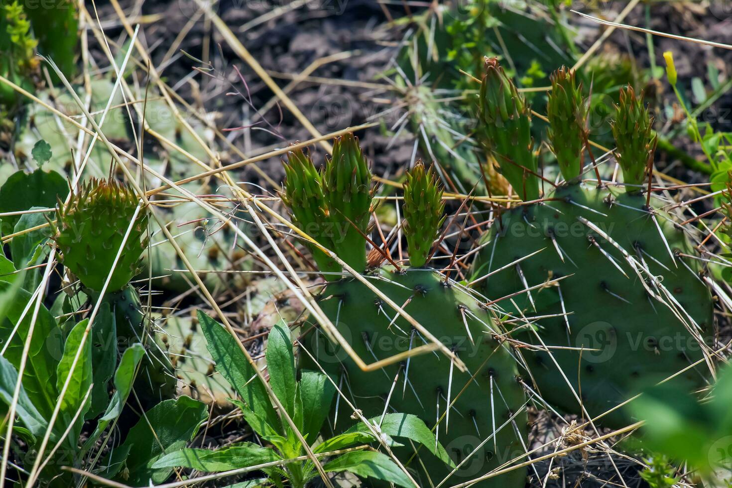 Prickly pear cactus or opuntia humifusa in the garden photo