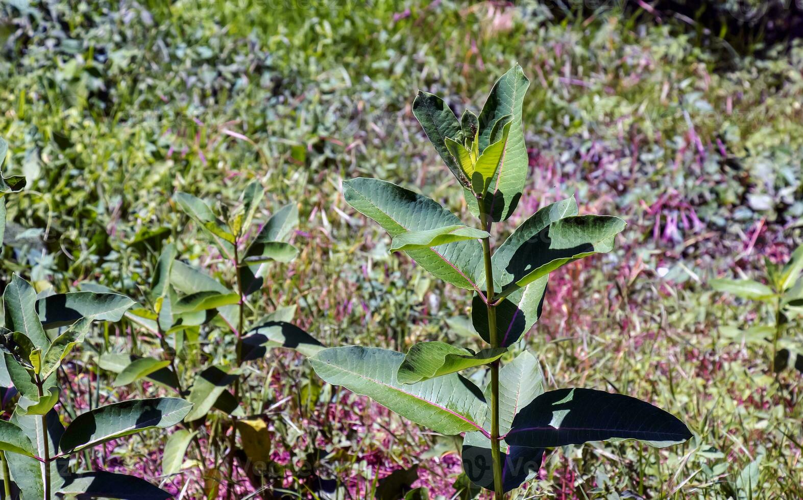 asclepias siriaca . algodoncillo americano es un género de herbáceo, perenne, floración plantas conocido como algodoncillo foto