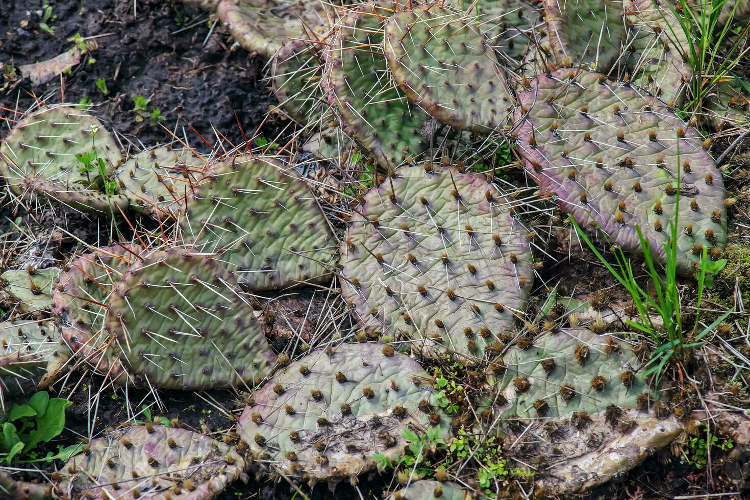 Prickly pear cactus or opuntia humifusa in the garden photo