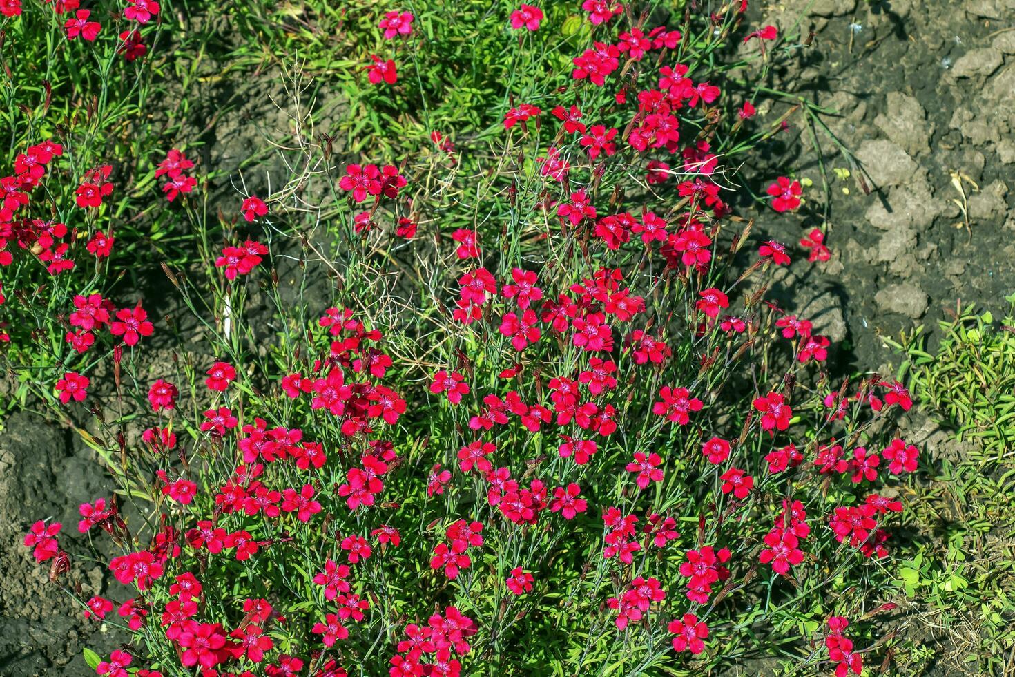 dianthus deltoides brillante rojo o clavel flores con verde foto
