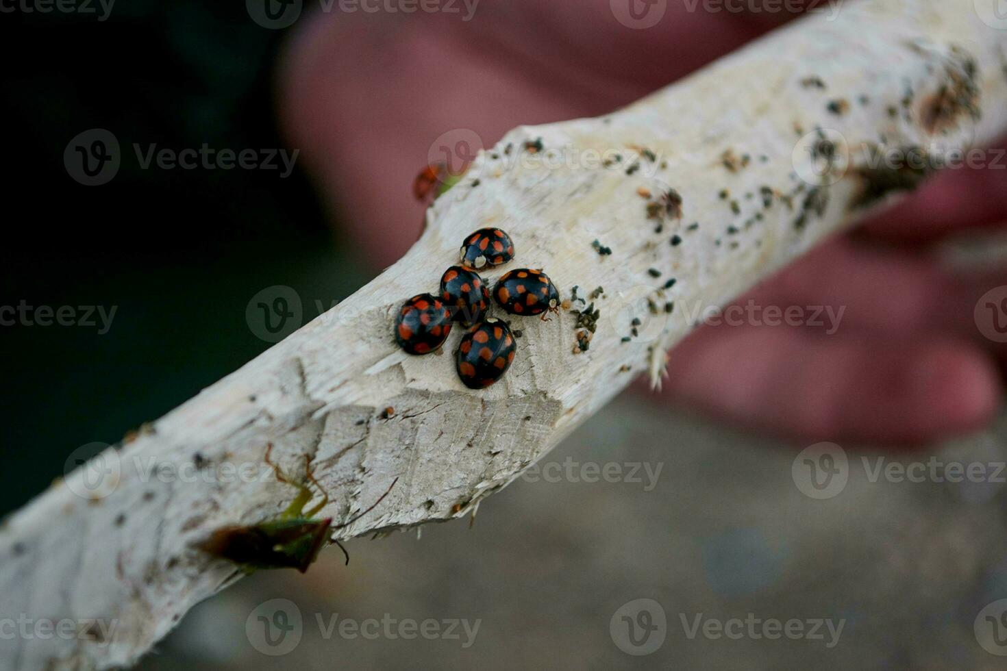 a group of black ladybugs and a bug on a white branch photo