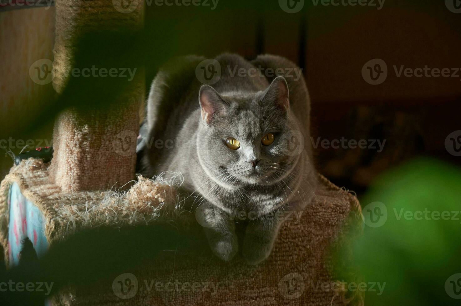 funny shot of a British cat sitting on a cat house, green leaves in the foreground out of focus photo