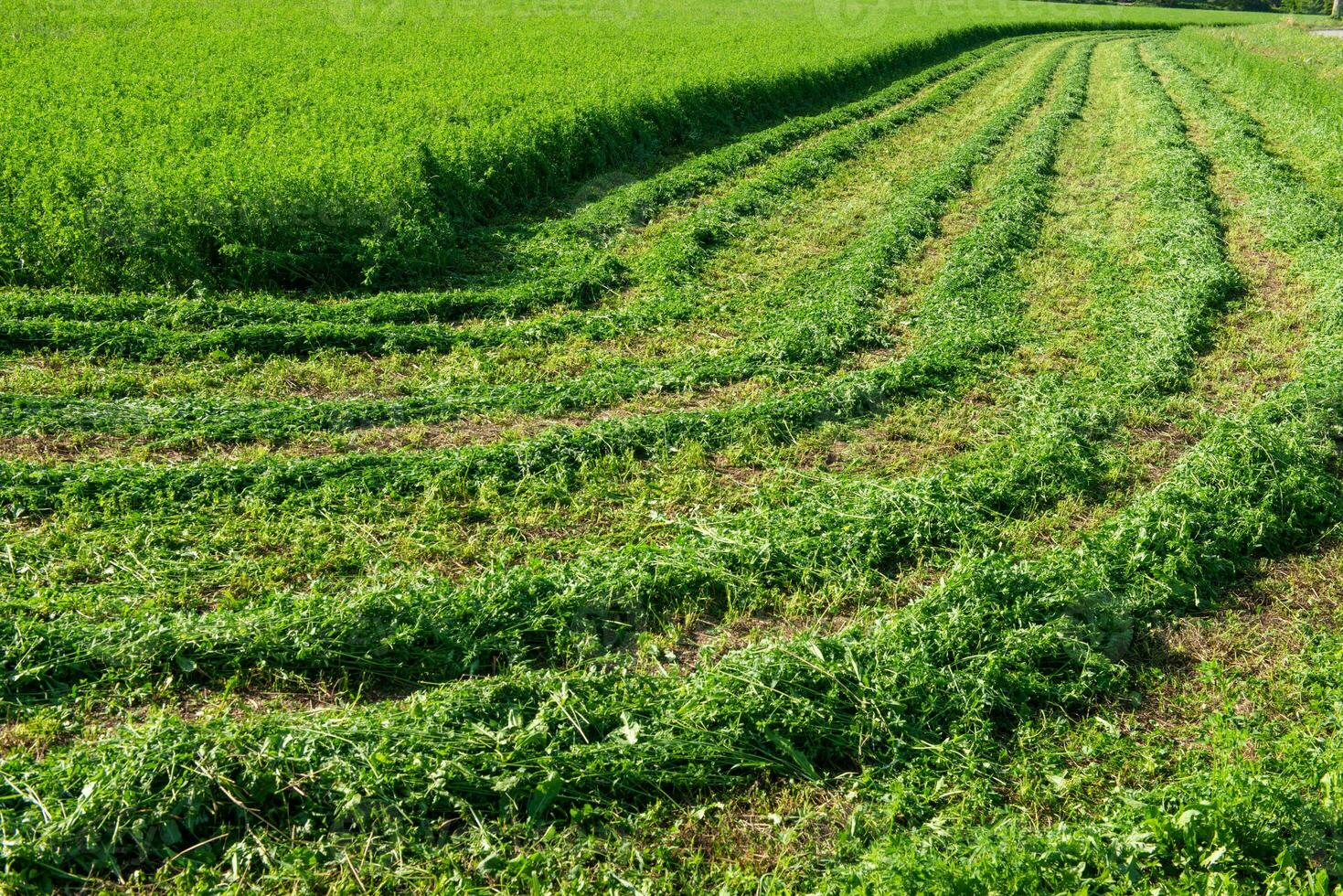 Agricultural field with cut grass photo