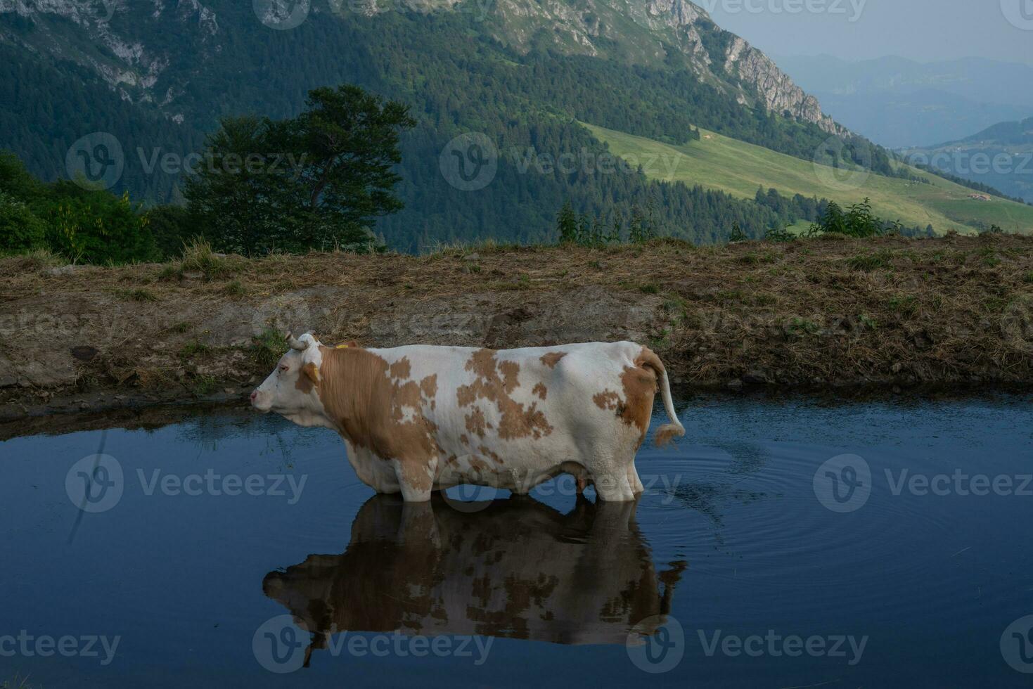 Cow immersed in the lake photo