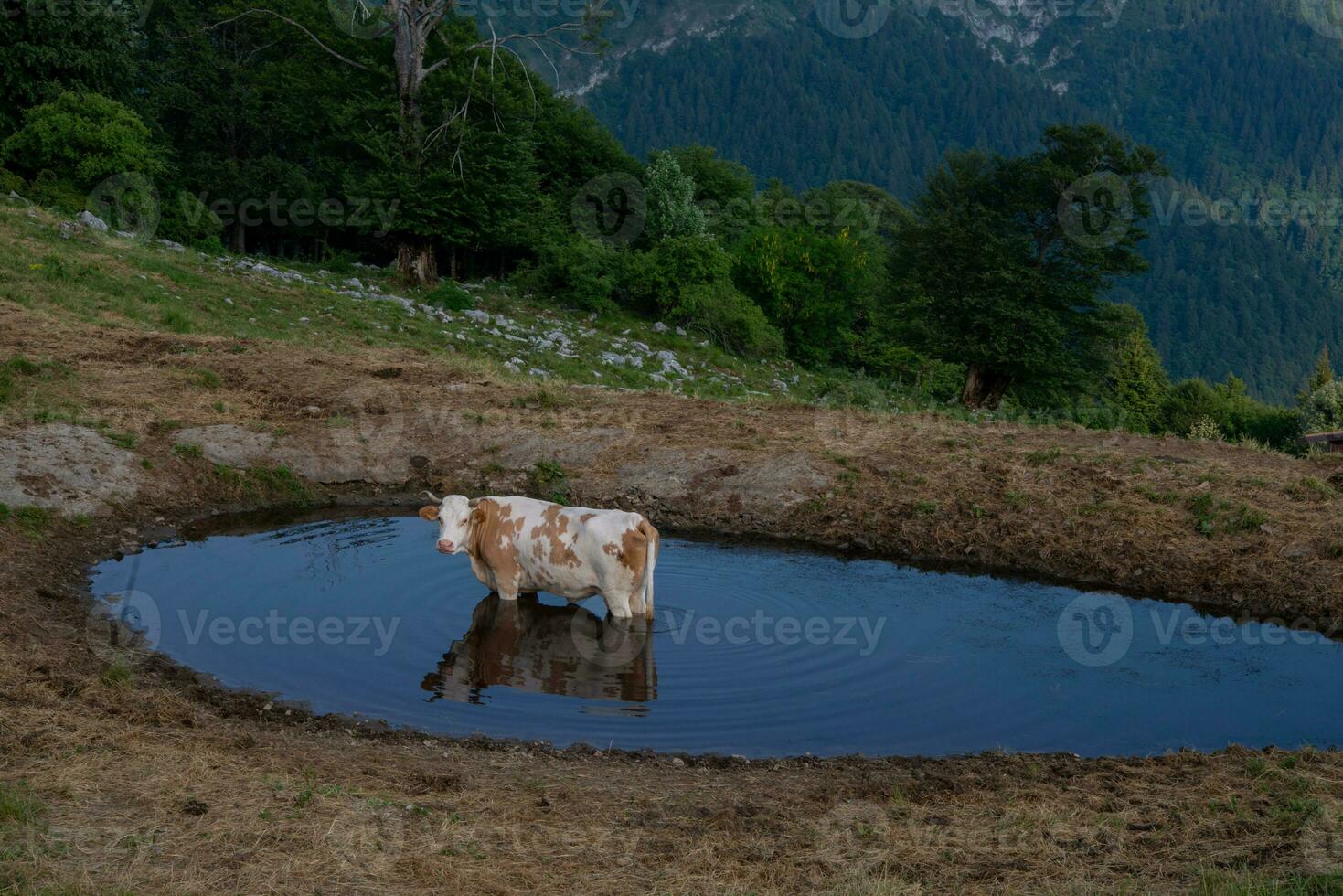 Cow immersed in the lake photo
