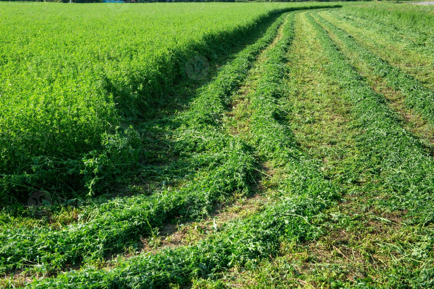 Agricultural field with cut grass photo