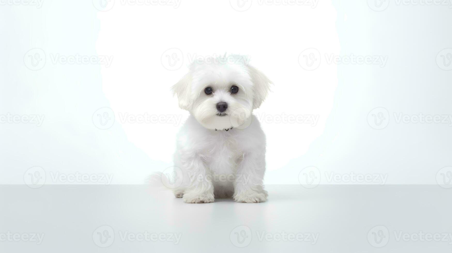 Photo of a maltese on white background
