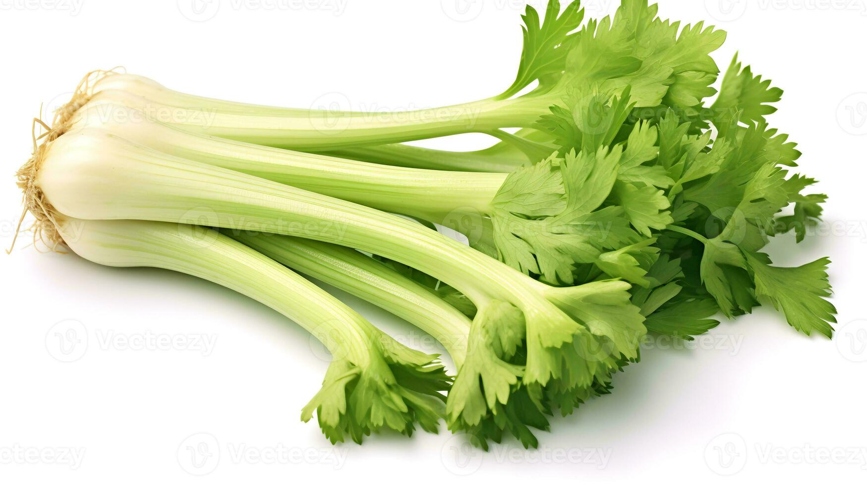 Photo of Celery isolated on white background