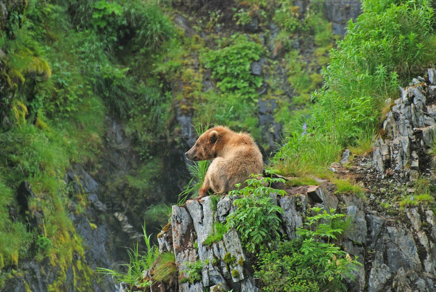 Young Bear Resting in the Wilds photo