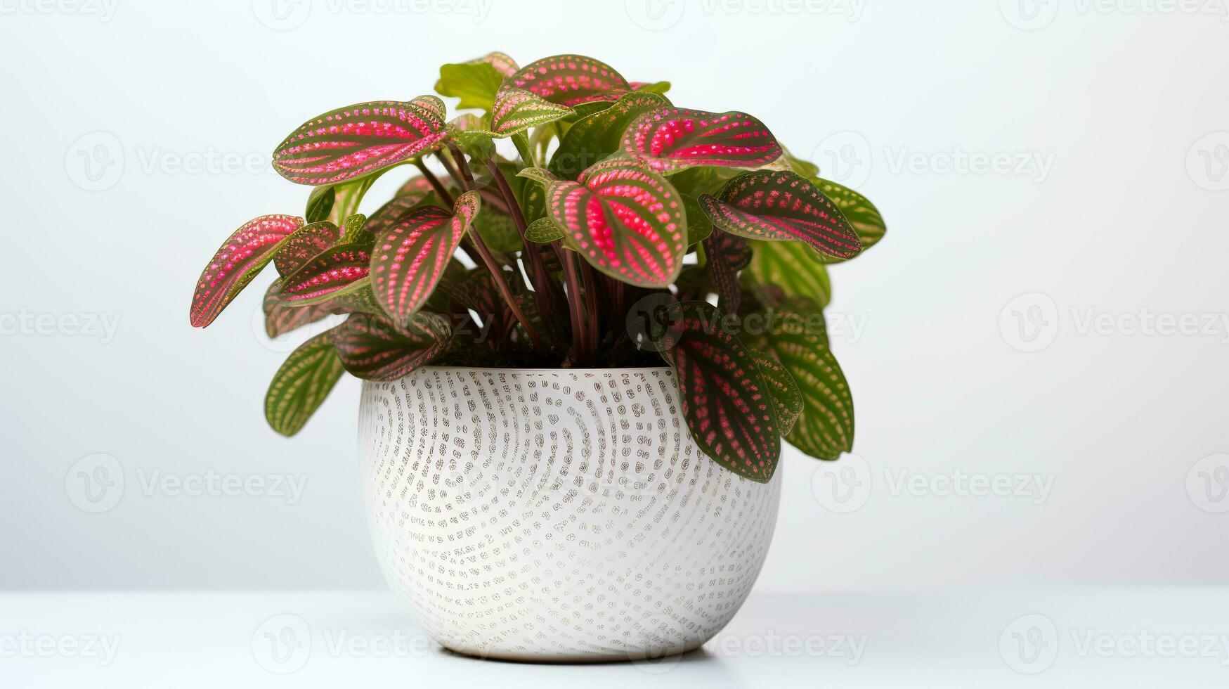 Photo of Fittonia in minimalist pot as houseplant for home decoration isolated on white background. Generative AI