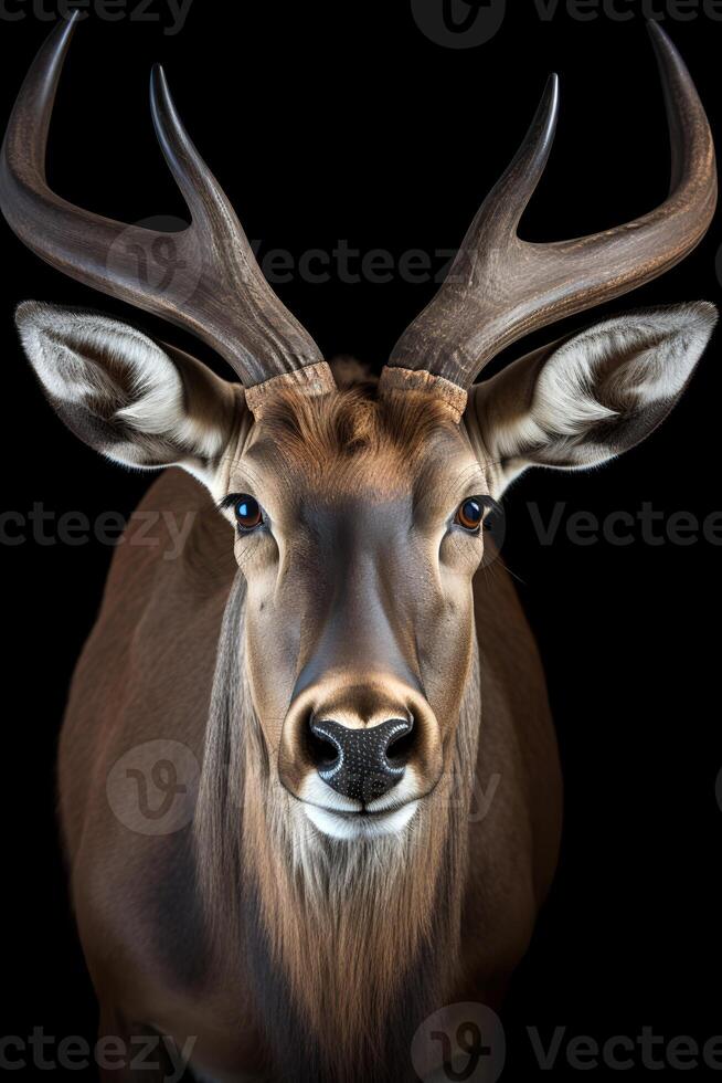 Close up photo of Waterbuck isolated on black background. Generative AI