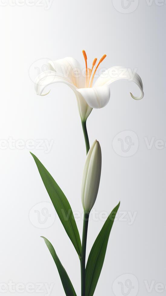 Photo of one stalk of lily flower isolated on white background. Generative AI