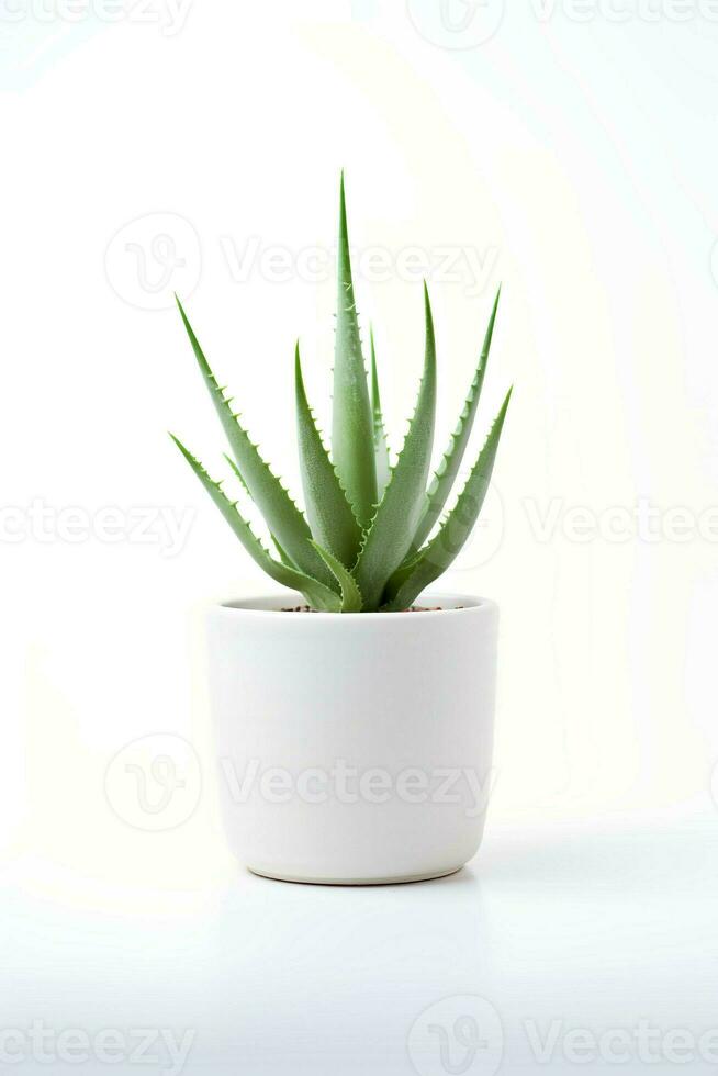 Photo of aloe vera in minimalist pot as houseplant for home decoration isolated on white background. Generative AI